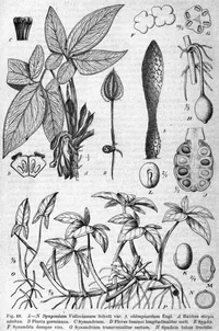 Arrowhead Vine (Syngonium podophyllum) plant