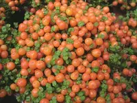 Beadplant