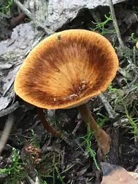 Coltricia australica