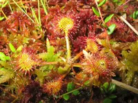 Roundleaf Sundew (Drosera rotundifolia) plant
