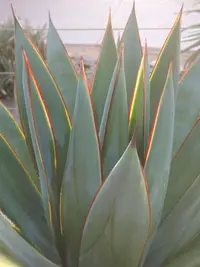 Agave