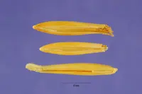 Slender Oat