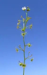 Tall sundew