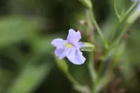 Allegheny monkeyflower