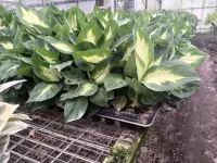 Dieffenbachia Star Bright