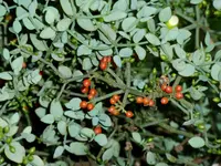Redberry Mistletoe (Viscum rotundifolium) plant