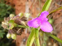 Spiderwort