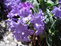 silver-edged primrose (Primula marginata) plant