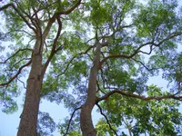 Northern Milkwood (Alstonia actinophylla) plant