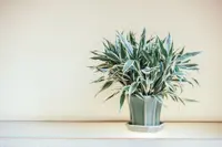 Dracaena in the pot