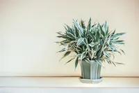 Dracaena in the pot