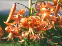 tiger lily