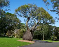 Queensland bottle tree (Brachychiton rupestris) plant