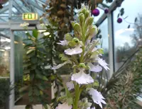 Metlesics' himantoglossum (Himantoglossum metlesicsianum) plant
