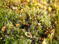 campylopus moss