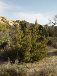 California Juniper