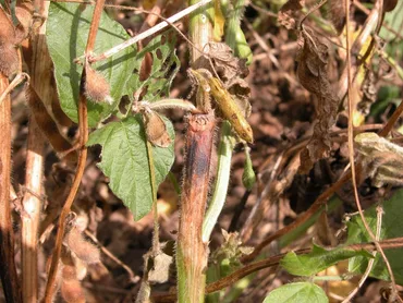 Fusarium Stem Canker