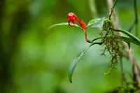 Aeschynanthus hookeri (Aeschynanthus hookeri) plant