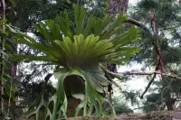 Staghorn Fern (Platycerium superbum) plant