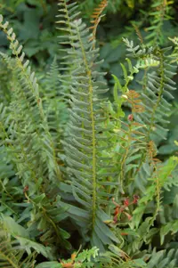 Christmas fern