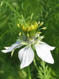black cumin