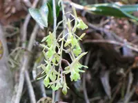 Greenfly Orchid