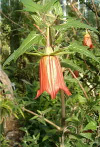 Canary Bellflower