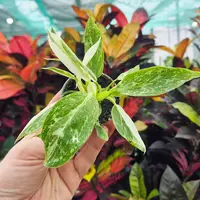 Philodendron (Philodendron 'Jose Buono') plant