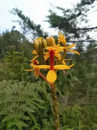 Epidendrum melinanthum