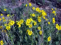 stiff tickseed (Coreopsis palmata) plant