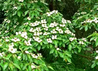 Bentham's cornel (Cornus capitata) plant