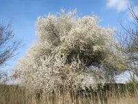cherry plum