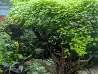 Hydrocotyle tripartita