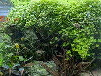 Hydrocotyle tripartita