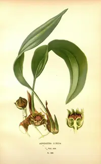 Aspidistra lurida