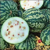 Tsamma Melon