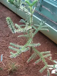 Mountain araucaria