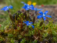 Gentiana sierrae (Gentiana sierrae) plant