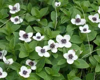 dwarf cornel (Cornus suecica) plant