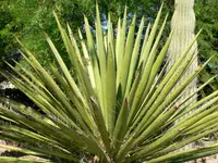 Eve's needle