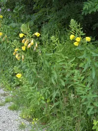 intermediate evening-primrose (Oenothera × fallax) plant