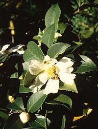 Tea-oil Camellia (Camellia oleifera) plant
