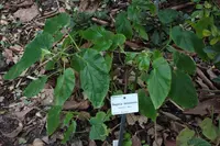 Begonia salaziensis