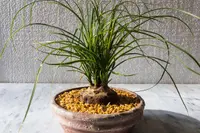 Beaucarnea recurvata
