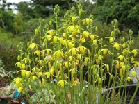 koyosa (Albuca abyssinica) plant