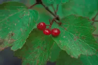 squashberry