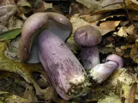 Violet Gray Bolete (Tylopilus plumbeoviolaceus) plant