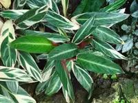 Never never plant (Ctenanthe oppenheimiana) plant