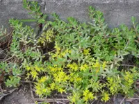 Stringy stonecrop