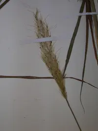 silver beardgrass
